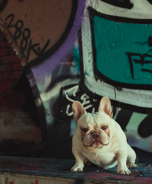 House of Heat Doughboy | French Bulldog 