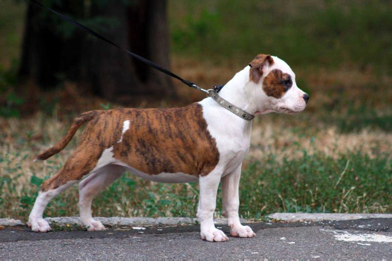 Kult Lichnosti of Vivat Marsimus Art of Staff | American Staffordshire Terrier 