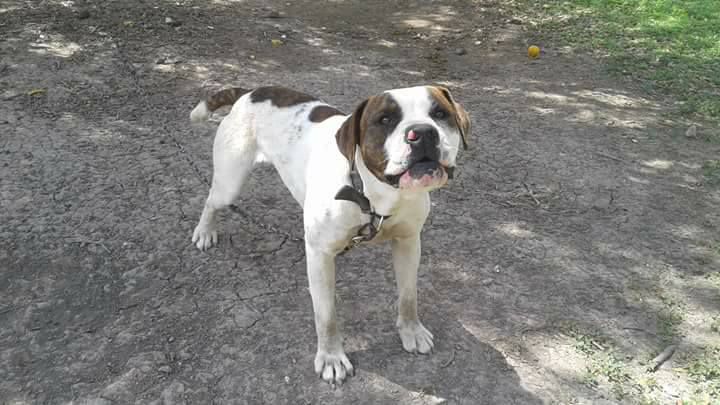 American Legendz Tennessee Jack | American Bulldog 