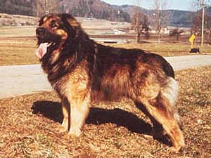 Chipsy v. Theresienhof | Leonberger 