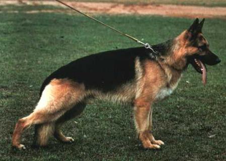 Latz vom Fiemereck | German Shepherd Dog 