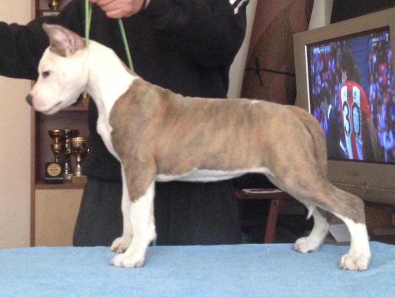 Totostaff Powerfull Thunder Storm | American Staffordshire Terrier 