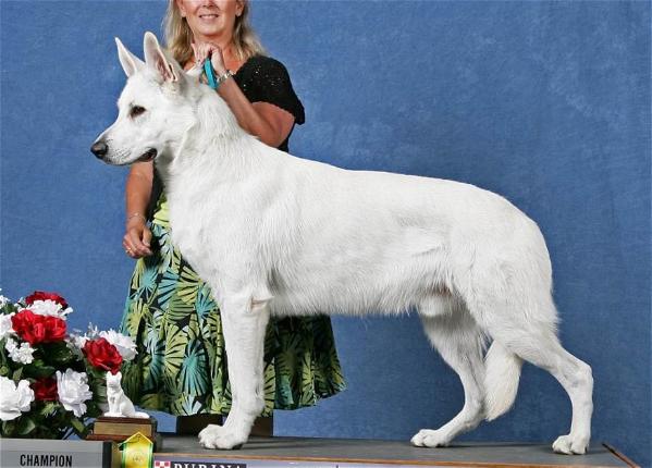 Royal Starfyre’s Winter Blitz | White Swiss Shepherd Dog 