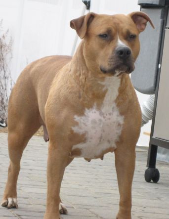 Tino's Twist-O-Fate | American Pit Bull Terrier 