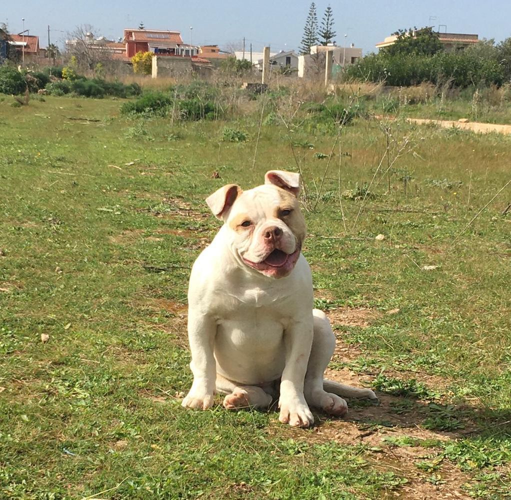 Eremo's India of Dema Kennel | American Bulldog 