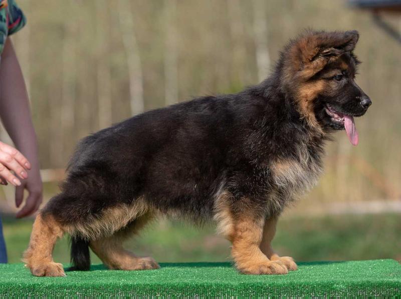 Team del Sol Nascente Romeo | German Shepherd Dog 