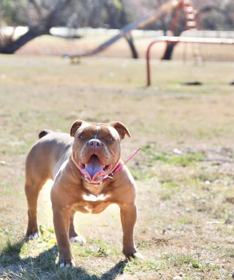 D-day's Helluva | Olde English Bulldogge 