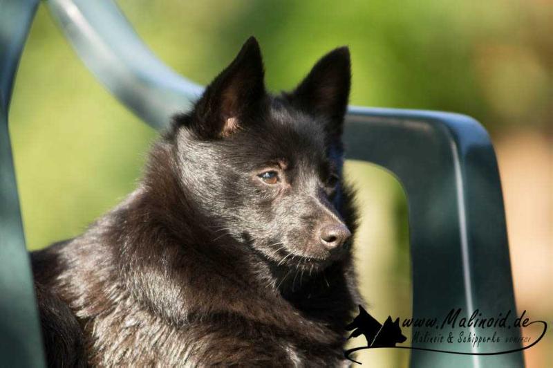 Black Skipper's Twix | Schipperke 