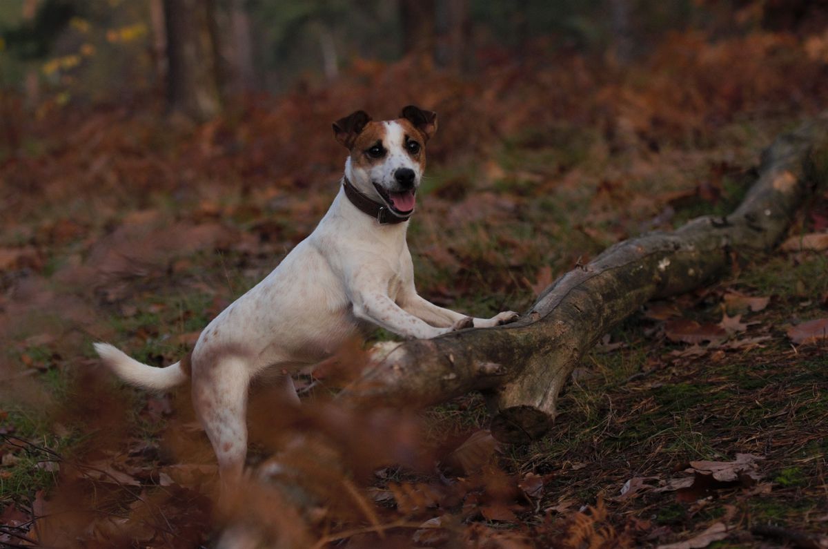 Yellow Brick Road Raspberry Release | Parson Russell Terrier 