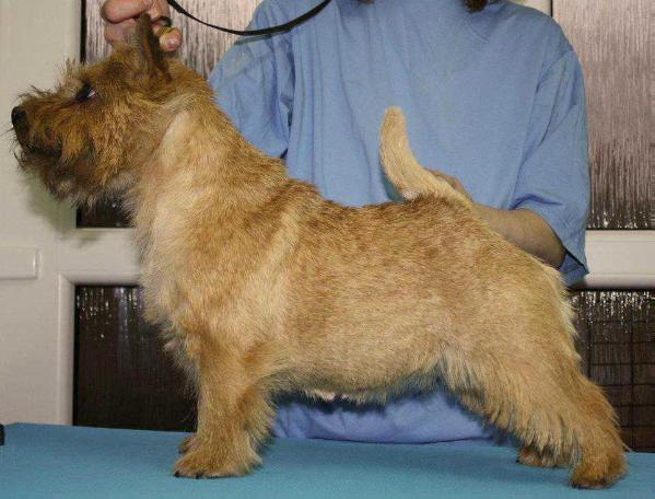 April's Love Dalido | Norwich Terrier 