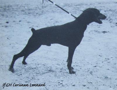 Ceriinan LENNARD | German Pinscher 