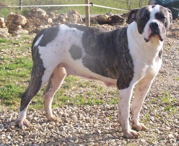 Vulcane des loups d'aphrodites | American Bulldog 