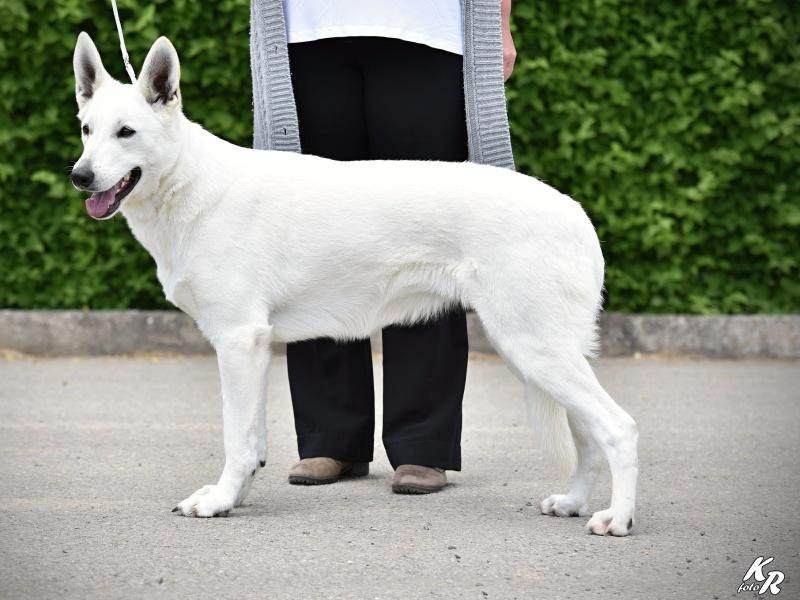 Ladylove Luxury Royal Dignity | White Swiss Shepherd Dog 