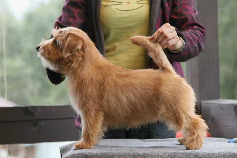 Lamonterra Venom Hennessey | Norfolk Terrier 