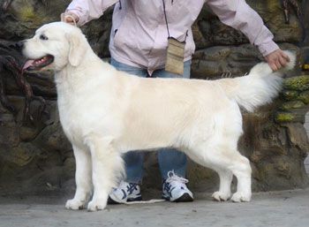 RUS PEKOS SKY JASPER | Golden Retriever 