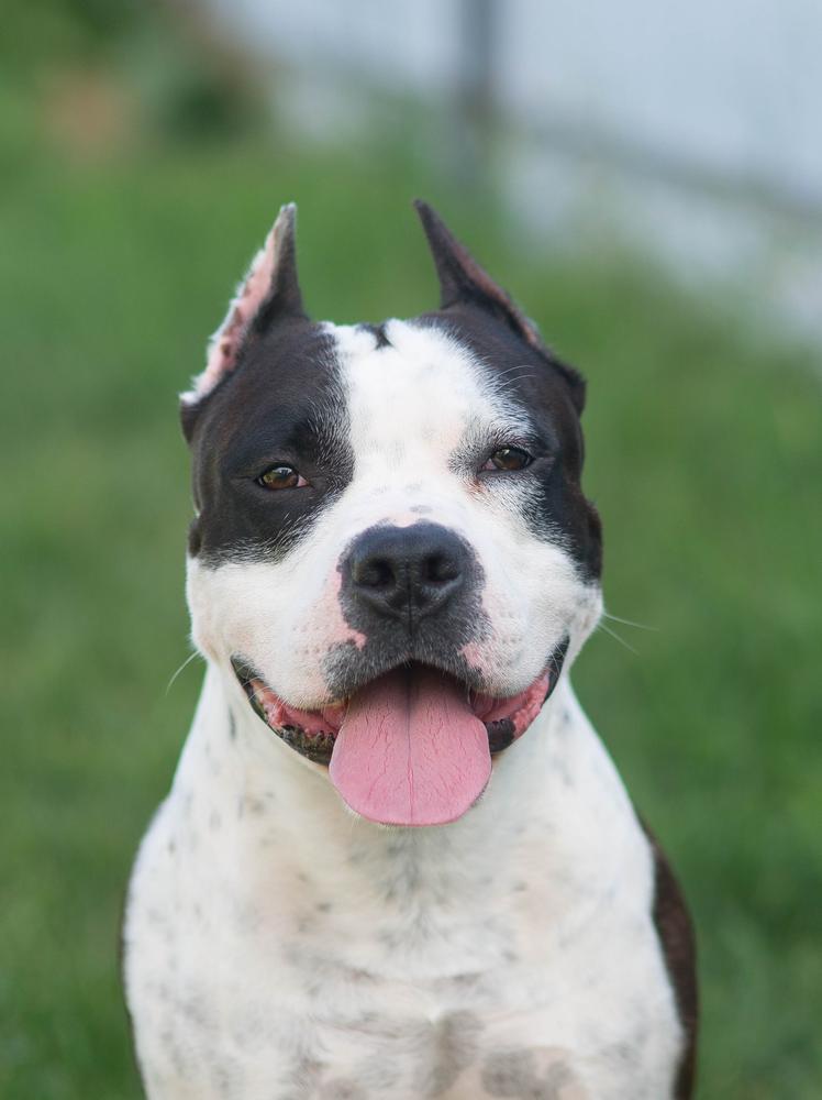 Staff Mystery Gallanto Gang | American Staffordshire Terrier 