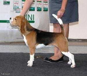 Simonaland Dania | Beagle 