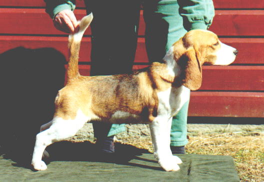 Daragoj Diamonds Forever | Beagle 