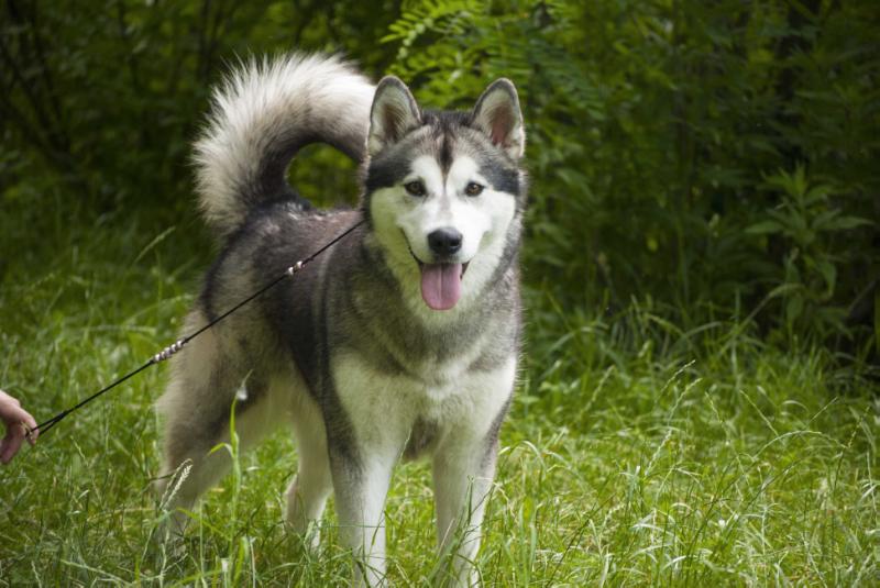 ARIANNA PRECIOUS CRYSTAL | Alaskan Malamute 
