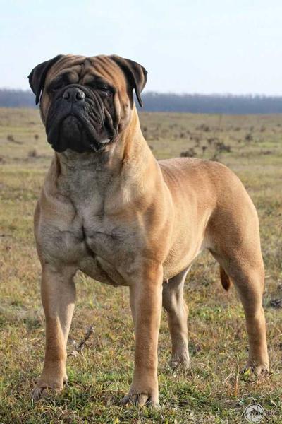 Chloé | Bullmastiff 