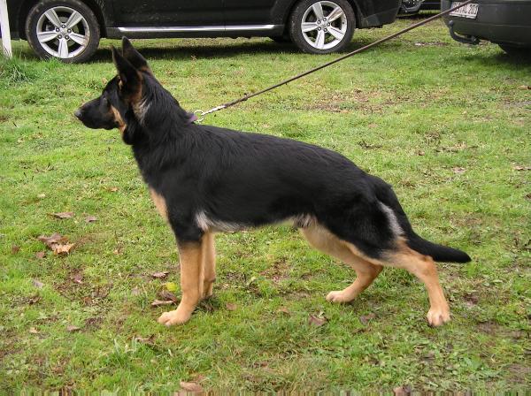 Enno vom Rittmeister | German Shepherd Dog 