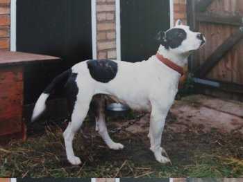 East Street Kennel's Kerry | Staffordshire Bull Terrier 