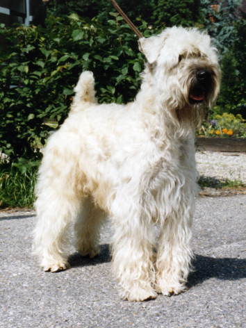 Glenlyric I Walk The Line | Soft Coated Wheaten Terrier 