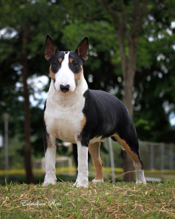 Credetta Magic Shadow | Bull Terrier 