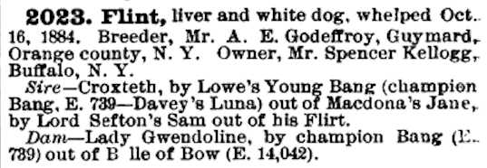 Flint (1884) AKR 002023 | Pointer 