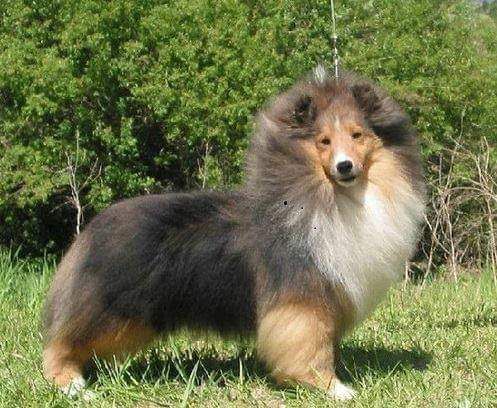 FELICITY APPLE ACRES FRANCHISE | Shetland Sheepdog 