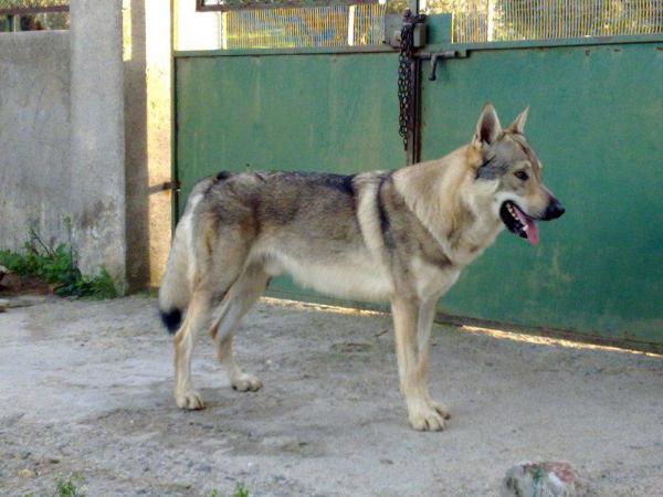 Roy Colle del lupo | Czechoslovakian Wolfdog 