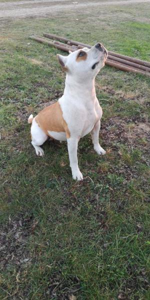 Eleni Golden Standard | American Staffordshire Terrier 
