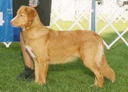 Manitou's Pauwau Del Vecchio Mulino | Nova Scotia Duck Tolling Retriever 