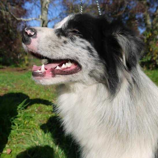 ESPECTRO DEL GRAN MANITOU | Border Collie 