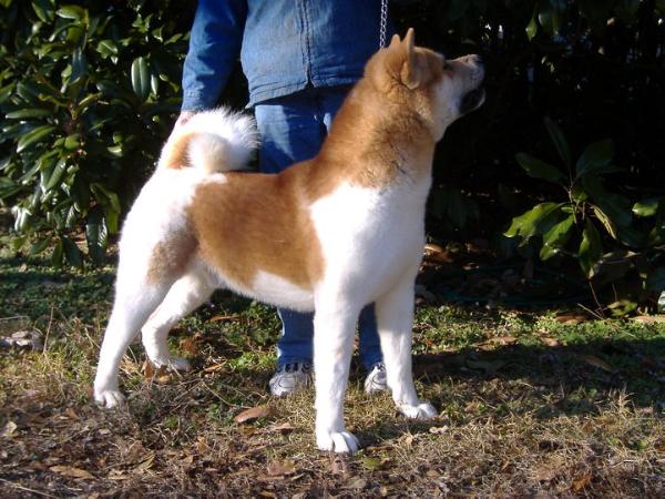 LINDFIELD´S FLIRT´N WITH DISASTER | Akita 