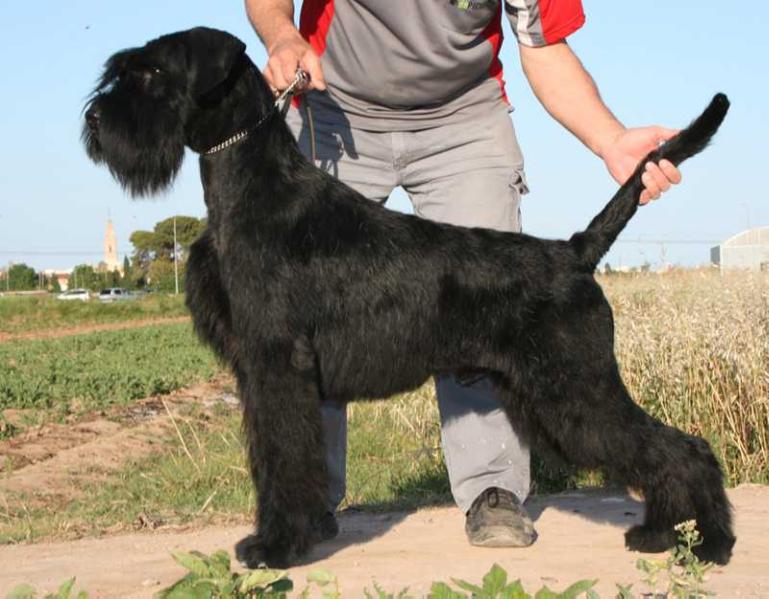 Overtop von der Talmühle | Giant Schnauzer 