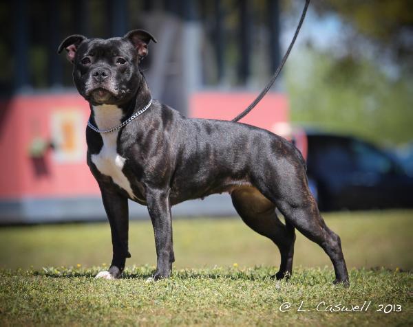 Aktion's Sparta the Art of War | Staffordshire Bull Terrier 