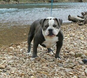 Best of Bullies King Lobo | Olde English Bulldogge 