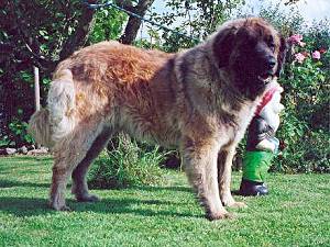 Tennessee de la Ferme Toijol | Leonberger 