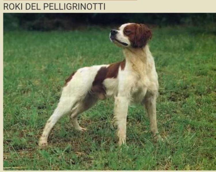ROKY del Pellegrinotti | Brittany 