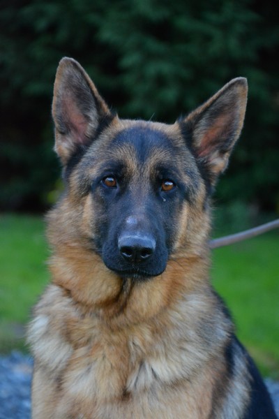 Irma des Collines du Boischaut | German Shepherd Dog 