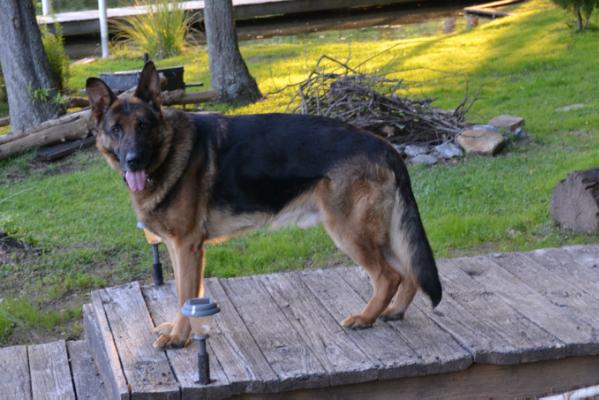 Leonidas Vom Vinahaus | German Shepherd Dog 