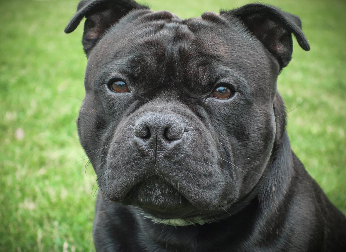 Faiter Limited Edition | Staffordshire Bull Terrier 