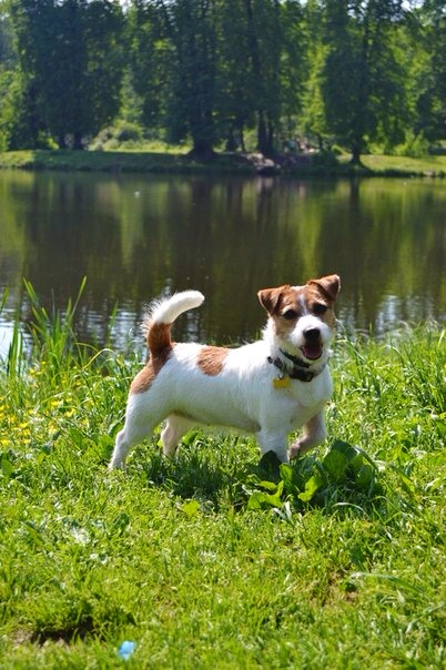 Kindred Soul Up For Happiness Go | Jack Russell Terrier 