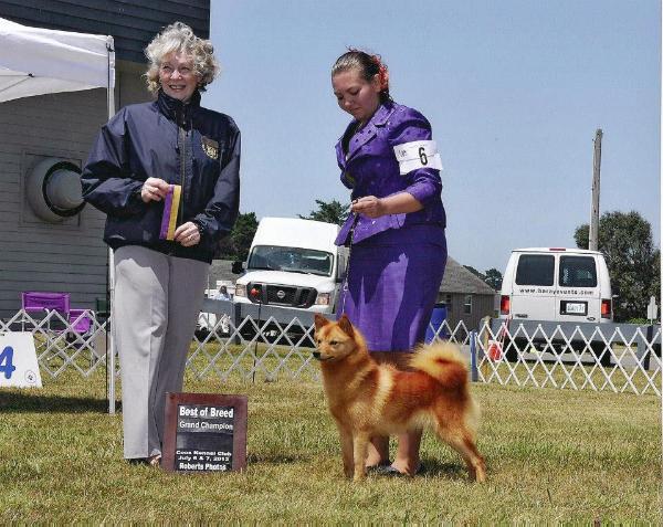 Bo-Co-Pa's Ain't She Tweet O'DV9K9 | Finnish Spitz 