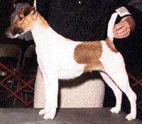 Buckleigh Suzie-Q Of Quissex | Smooth Fox Terrier 