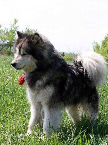 ZHERRI ALASKAN'S ANGEL | Alaskan Malamute 