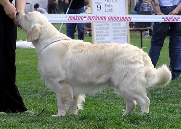 Nunsbrook Peregrine Falcon | Golden Retriever 