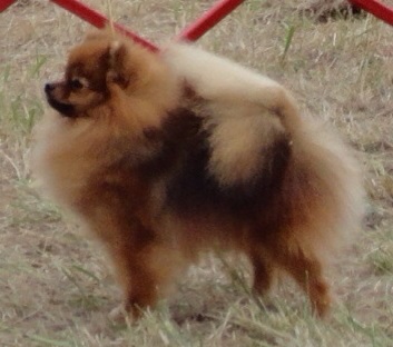 Cannon Bluff's Daddy's Girl | Pomeranian 