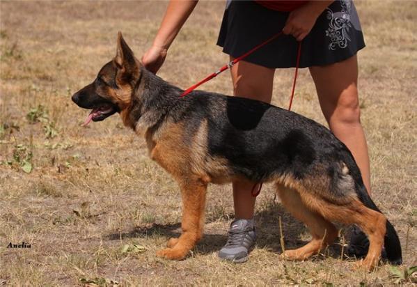Jolly  v Alixel Hof | German Shepherd Dog 